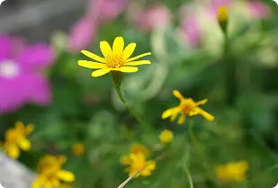 花