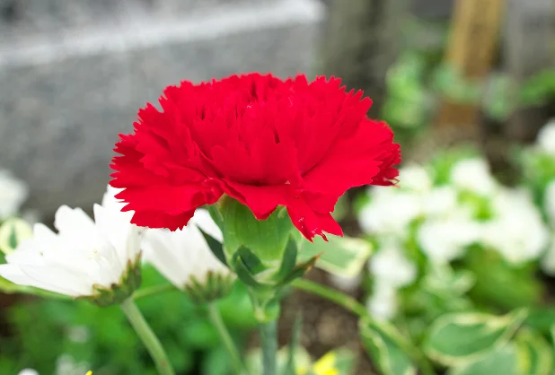 花