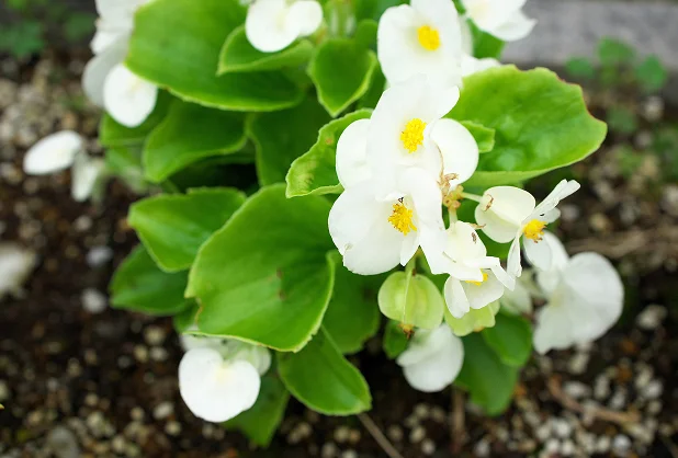 花